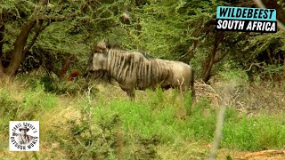 Hunting Poors Man Cape Buffalo in South Africa [upl. by Karb]