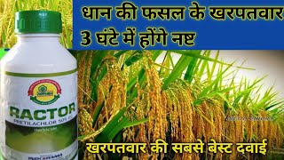 RACTOR PRETILACHLOR 50 EC HERBICIDE धान की फसल के खरपतवार नाशक दवा [upl. by Rosina]