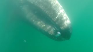 Tour de ballenas en puerto chale bcs [upl. by Swen]