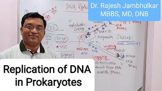 1 Replication of DNA in Prokaryotes New [upl. by Elwaine144]