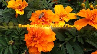 Marigolds Florida Friendly Plant Gardening [upl. by Jaal]