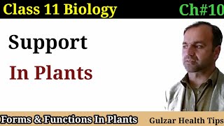 Support in Plants  lignified Woody Plants  vascular tissues  class 11th Biology [upl. by Jacobs]