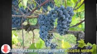 Growing Grapes on Trellis Secrets on How to Grow Grapes on Trellis [upl. by Ecirtahs]