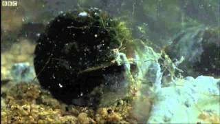 Deformed Frog Parasite Life Cycle  BBC Nature [upl. by Aitropal53]