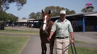 Lot 415  Earthlight x Myhro [upl. by Eilram]