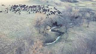 Annie Gathering Yearlings  Drone View May 2019 [upl. by Kolodgie]