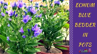 How to grow Echium Blue Bedder Plants in pots  Viper’s Bugloss flowers in Spring AsimGarden [upl. by Witty340]