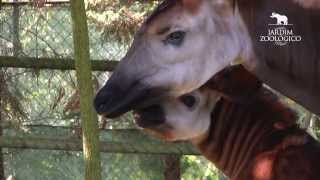 Jardim Zoológico  Reprodução de Okapis Okapia johnstoni no Jardim Zoológico 2013 [upl. by Ylatan]