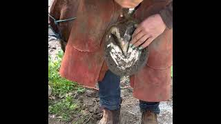 Shoeing a Draft horse [upl. by Elysia]