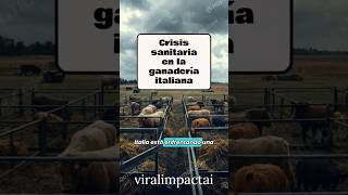 Crisis en Italia 2024 Peste Porcina y Gripe Aviar devastan la economía [upl. by Orola]