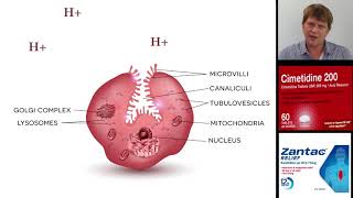 Cimetidine ranitidine Zantac and other histamine 2 blocking antacids [upl. by Marget]