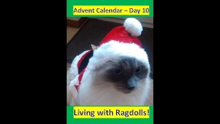 Advent Calendar  Day 10  Living with Ragdolls [upl. by Danaher]