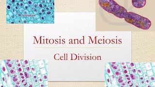 Differences between Mitosis and Meiosis GCSE Stages of Mitosis Cells Biologychromosomes [upl. by Enneicul56]