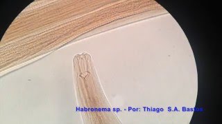 Habronema sp [upl. by Ailongam]