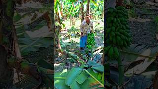 Bananas cutting scene 🌴🍌ep72shorts shortvideo trending [upl. by Adnale]