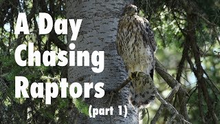 A Day of Raptor Photography  Part 1  Wildlife Photography in Jackson Hole [upl. by Tini]