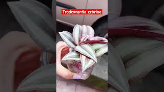 Tradescantia zebrina plant [upl. by Gib32]