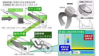 偏光計測による血液と血管の応力相互作用の可視化 [upl. by Standice561]