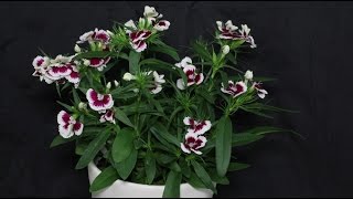 Dianthus barbatus  Bartnelke Sweet William [upl. by Holle]