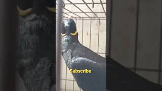 Mynah Bird Talking ytshorts [upl. by Laughlin]