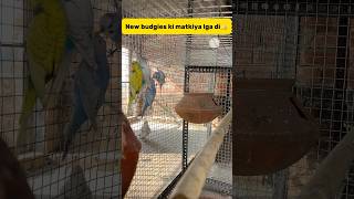 New budgies ki matkiya lga di👍 petlover birds budgiesfam minivlog budgiesvlog budgies birds [upl. by Pancho]