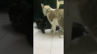 Cats Play Fighting😻 funnycats play fighting shortsviral catvideos [upl. by Ailemak]