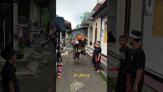 Barong Macan diajak ke halaman [upl. by Balsam]