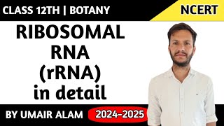 Ribosomal RNA [upl. by Dirrej]