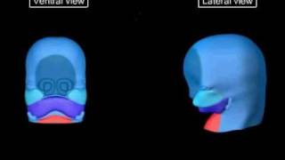 Embriologia  Desenvolvimento da Região da Face [upl. by Carmelle111]