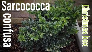 Sarcococca Confusa Christmas box winter flowering fragrant shrub [upl. by Atnuahsal]