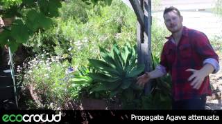 How to Propagate Agave attenuata [upl. by Ytinirt520]