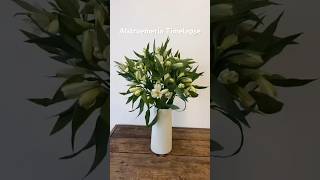 Alstroemeria Timelapse [upl. by Evot]