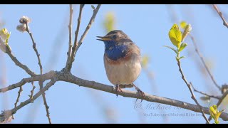 Bluethroat Call birds birdsounds [upl. by Adnoryt]