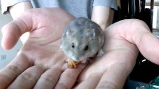 Dwarf Winter White Russian Hamster [upl. by Sabra264]