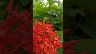 Red ixora flower plant very beautiful flowers watching short video viral [upl. by Anailuy]