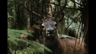 Fiordland Wapiti Hunting Adventure 2021 [upl. by Dnomayd]