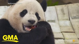 Giant pandas leaving Smithsonian Zoo [upl. by Atinor942]