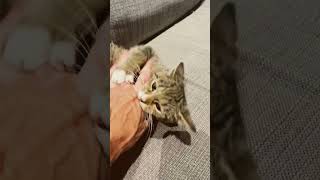 How Many Taps Until Your Pet Gets Mad read discription funny petchallenge trending shorts [upl. by Hyo456]