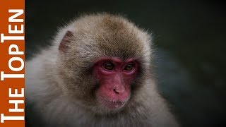 The Top Ten Most Beautiful Monkeys in the World [upl. by Raycher323]