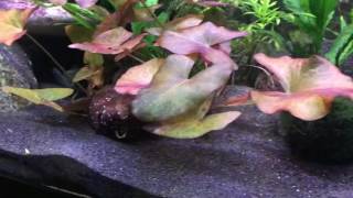 Dwarf Cichlids and Tetras [upl. by Rissa]