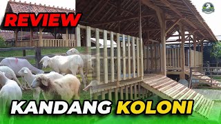 REVIEW KANDANG KOLONI HIMMATANA FARM [upl. by Hinkel]