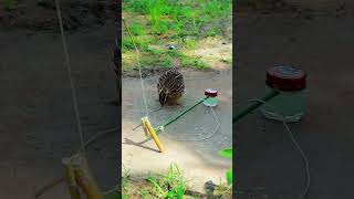 Quails Catch Trick 👍 birds ytshorts [upl. by Britteny]