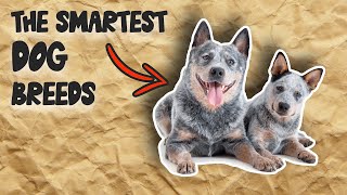 TOP 10 SMARTEST DOG BREEDS [upl. by Kcirdla]