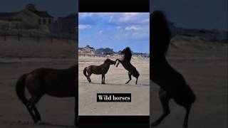 Wild horses being wild 🤯horse animals wild nature fight survival farm viralshorts fyp [upl. by Nepets]