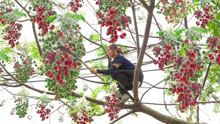 Harvesting Chinaberry Tree  A Fruit Known As The Fruit Of Immortality Goess to market sell [upl. by Dambro]