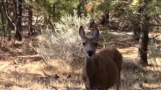 Dramatic Deer in the Yard [upl. by Airdnahc]