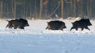 Battue au sanglier dans les vosges [upl. by Bucky]