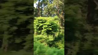 Short comedy scenes 😂😂🌳🌳⛈️⛈️ [upl. by Haila]