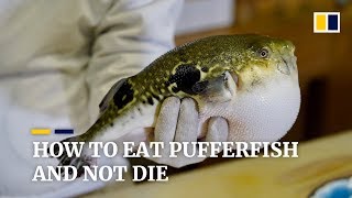 How to eat pufferfish and not die [upl. by Talley]