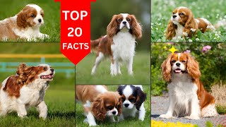 Cavalier King Charles Spaniel Dog 2024 [upl. by Doralyn289]